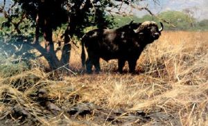 Cape Buffalo by Wilhelm Friedrich Kuhnert