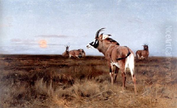 Roan Antelope At Sunset - view 1