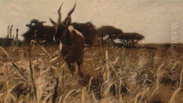 Galoppierende Gazelle In Der Savanne - view 1