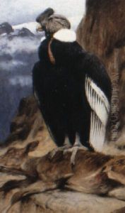 The Condor by Wilhelm Friedrich Kuhnert
