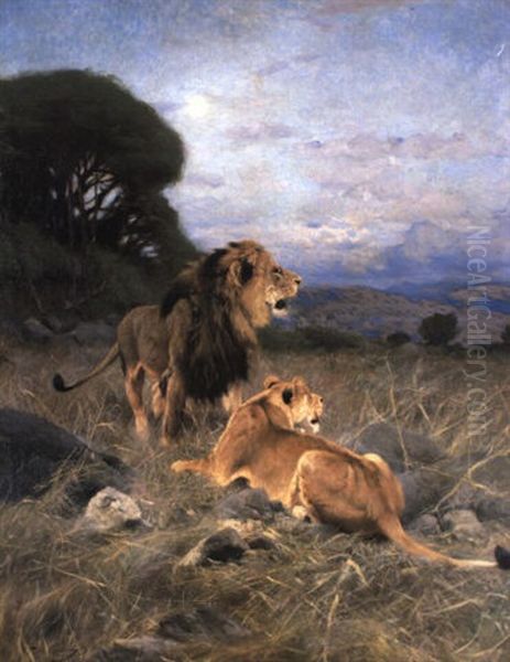 African Lions - view 1