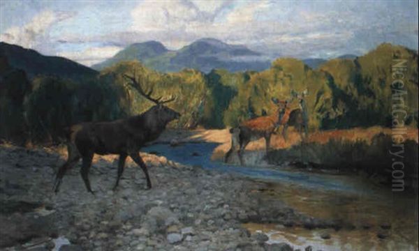 Hirsch Und Hirschkuehe Am Waldbach - view 1