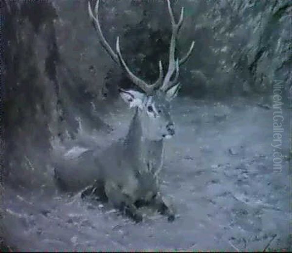 Hirsch Auf Waldlichtung - view 1
