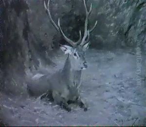 Hirsch Auf Waldlichtung Hirsch Auf Waldlichtung