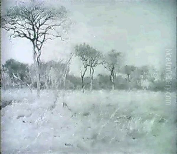 Afrikanische Savannenlandschaft Mit Einzeln Stehenden Baumen Und Karger Grasvegetation - view 1