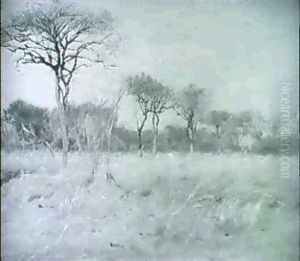 Afrikanische Savannenlandschaft Mit Einzeln Stehenden Baumen Und Karger Grasvegetation Afrikanische Savannenlandschaft Mit Einzeln Stehenden Baumen Und Karger Grasvegetation