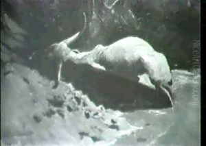 Liegender Wasserbuffel Liegender Wasserbuffel