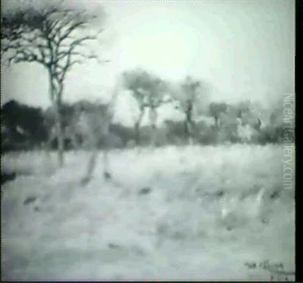 Savannenlandschaft Im Sudan - view 1