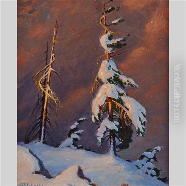 Snow-laden Windswept Pine - view 1