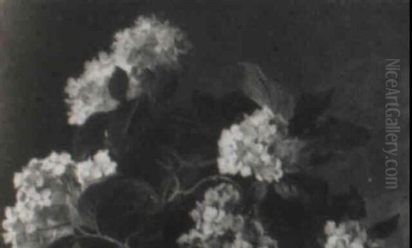 Peonies - view 1