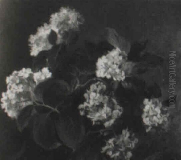 Hydrangeas - view 1