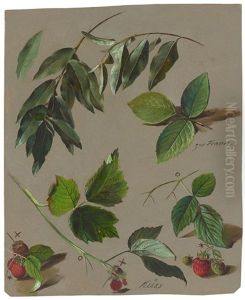 Himbeerstrauch (studie) by Ferdinand Kuess