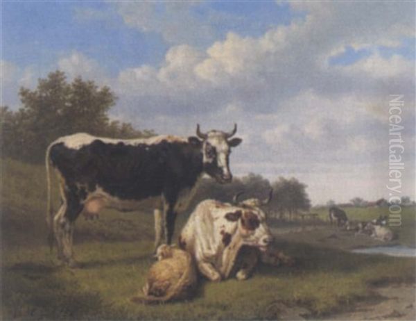 Ruhende Kuhe Und Ein Schaf Auf Der Weide - view 1
