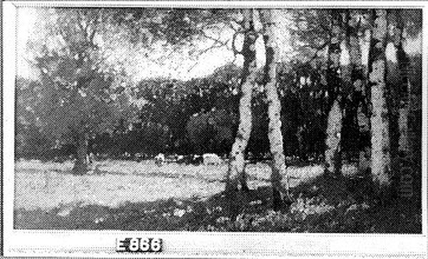 Landscape With Cattle - view 1