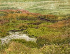Wiese Mit Storchen