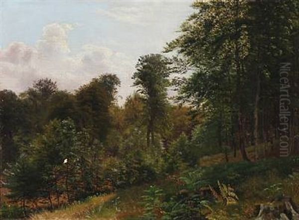 Forest Scape - view 1