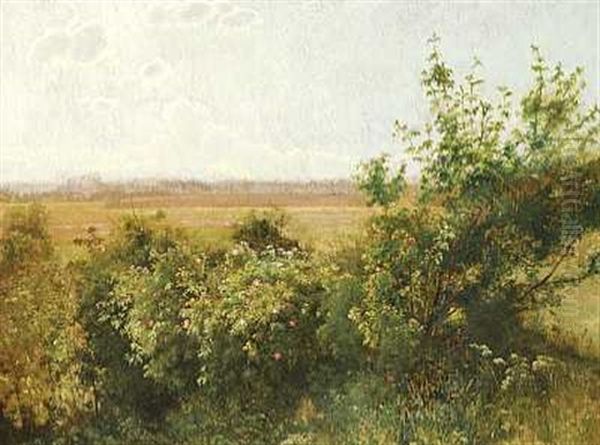 Vilde Roser - view 1