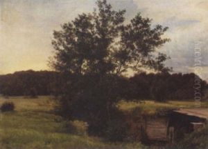 Parti Fra Et Ellekrat I Rold Skov, I Baggrunden Gylden Aftenhimmel