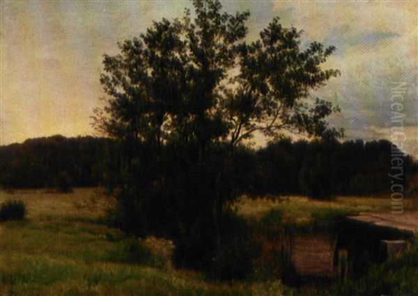 Parti Fra Ellekrat I Rold Skov, I Baggrunden Gylden Aftenhimmel - view 1