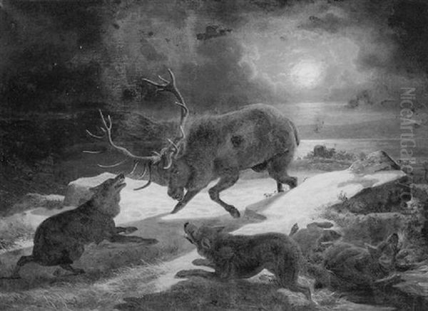 Elk Charging A Wolf - view 1