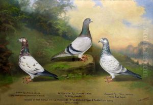 Portraits Of Three Prize Raced Pigeons by William Andrew Beer