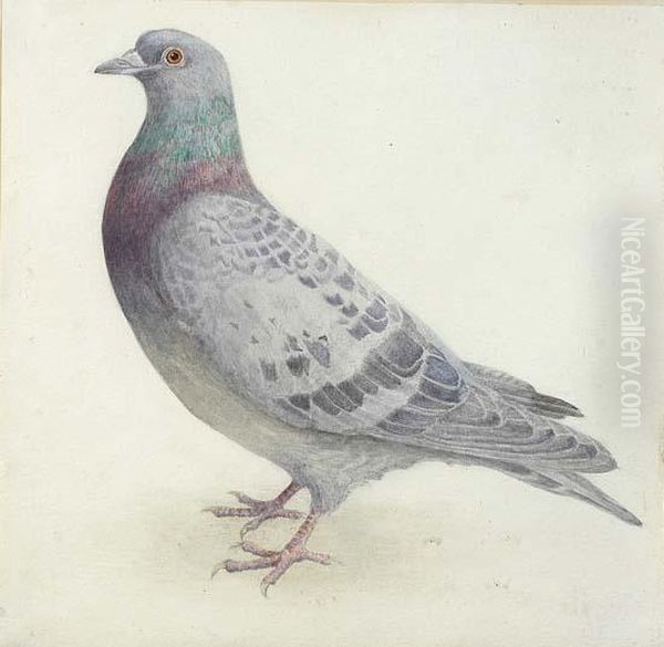 Study Ofa Racing Pigeon - view 1