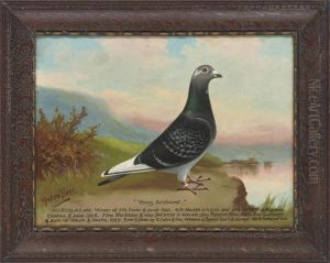 "triumph" A Racing Pigeon, "young Artistocrat" A Racingpigeon