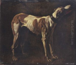 A Greyhound
