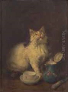 La Chatte Echaudee