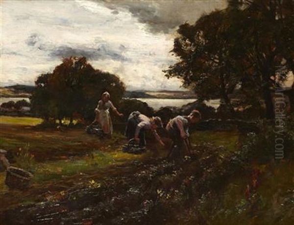 Gathering Potatoes At Menzies Hill - view 1
