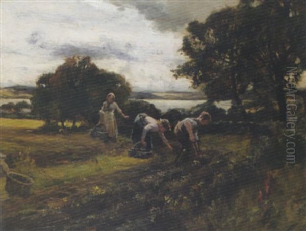 Gathering Potatoes, Menzieshill - view 1