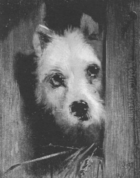A Cairn Terrier - view 1