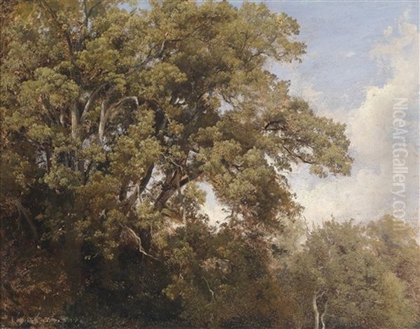 Baumwipfeln - view 1