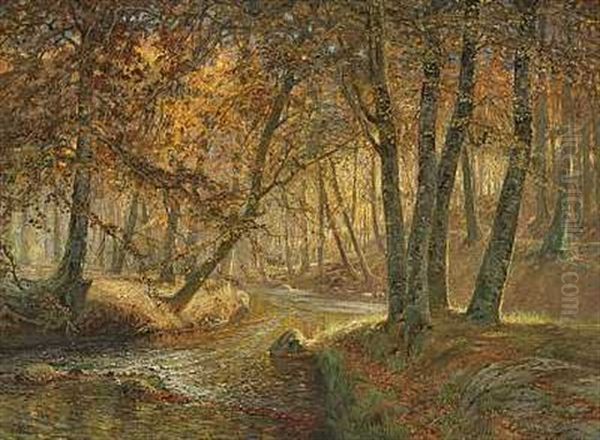 Efteraarsdag I Moesgaard Skov - view 1