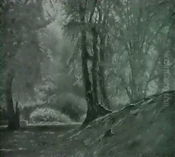 Waldlichtung Mit Sonnenstrahlen - view 1
