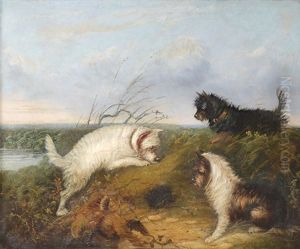 Terriers Rabbiting, Waiting At A Rabbit Hole Terriers Rabbiting, Waiting At A Rabbit Hole