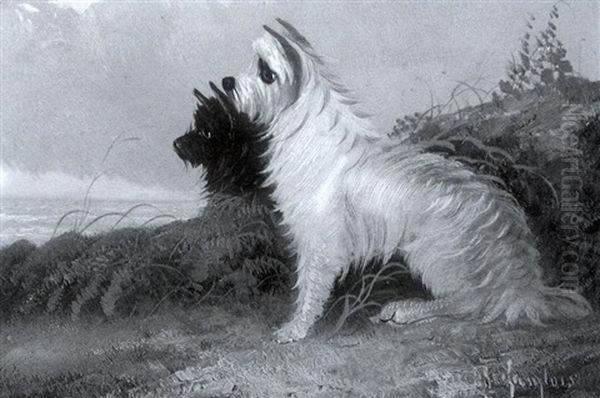 Keeping Watch - A Scottish Terrier And West Highland White Terrier - view 1