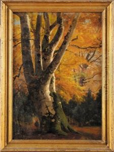 Grand Arbre Fontainebleau En Automne