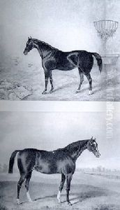 "congrave", Portrait Of A Horse In A Field "congrave", Portrait Of A Horse In A Field