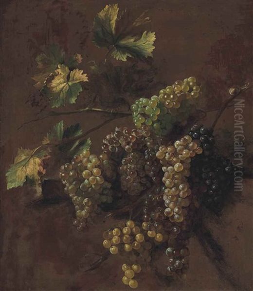 Bunches Of Grapes - A Study - view 1