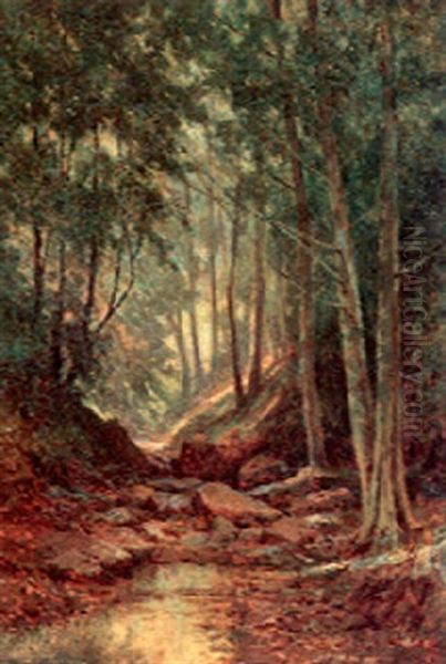 Path Through The Forest - view 1
