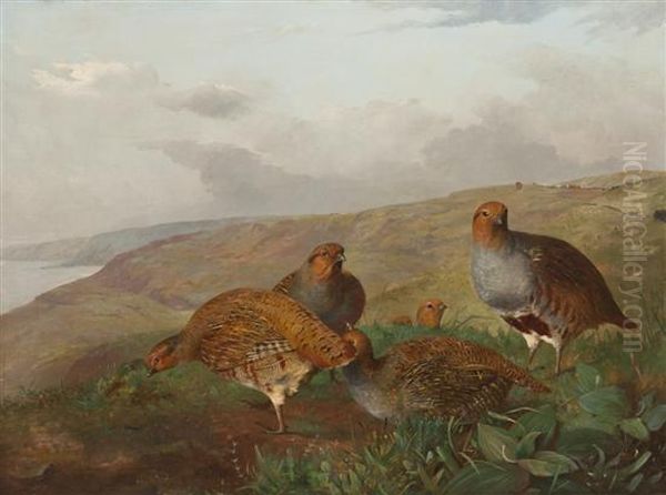 Quail Family - view 1
