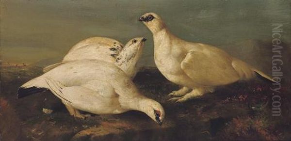 Ptarmigan - view 1