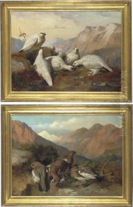 Ptarmigan In Summer Plumage; Ptarmigan In Winter Plumage Ptarmigan In Summer Plumage; Ptarmigan In Winter Plumage