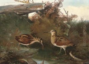 Woodcock By A Pool by John Clement Bell