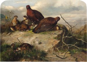 D. 1868
A Pair Of Red Grouse And Chicks by John Clement Bell