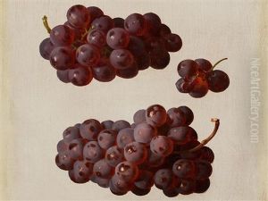Oil Study With Grapes Oil Study With Grapes