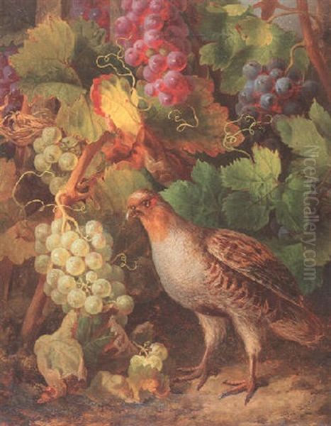 Rebhuhn Und Weinreben - view 1