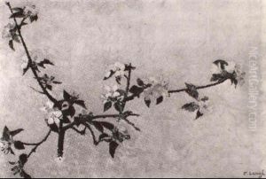 Branche De Cerisiers En Fleurs