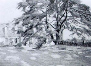 Le Cedre Pres De La Maison Du Peintre